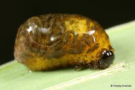 Attēlu rezultāti vaicājumam “Ceruchus chrysomelinus larva”