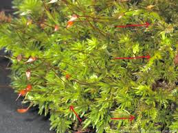 Attēlu rezultāti vaicājumam “Hypnum pallescens”