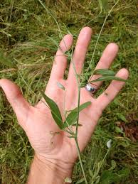 Attēlu rezultāti vaicājumam “Lathyrus sylvestris leaf”
