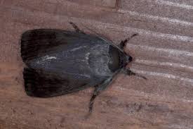 Attēlu rezultāti vaicājumam “Amphipyra”