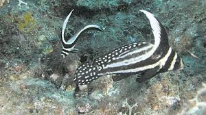 Image result for Menticirrhus saxatilis