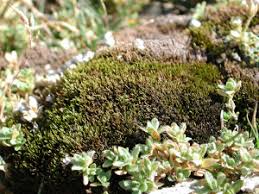 Attēlu rezultāti vaicājumam “Ditrichum flexicaule”