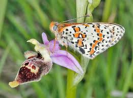 Attēlu rezultāti vaicājumam “Melitaea didyma male”