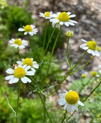 Image result for Matricaria recutita (chamomilla)