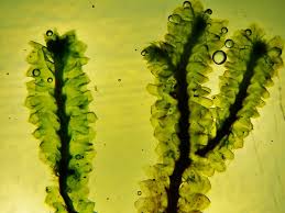 Attēlu rezultāti vaicājumam “Barbilophozia lycopodioides macro”