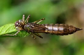 Attēlu rezultāti vaicājumam “Aeshna isoceles”