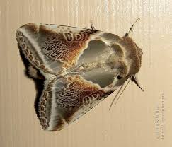 Attēlu rezultāti vaicājumam “Habrosyne pyritoides”