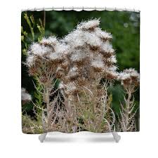 Image result for Ptilostemon afer