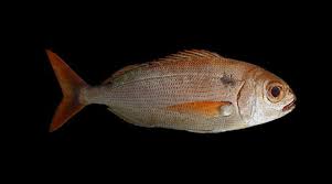 Image result for Pagellus bogaraveo