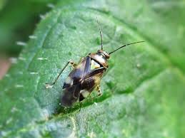 Attēlu rezultāti vaicājumam “Orthops basalis”