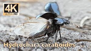 Attēlu rezultāti vaicājumam “Hydrochara caraboides”