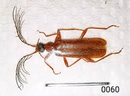 Attēlu rezultāti vaicājumam “Pyrochroidae”