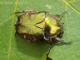 Attēlu rezultāti vaicājumam “Potosia cuprea”