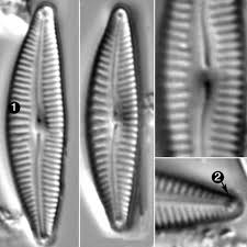 Attēlu rezultāti vaicājumam “Dianema nivale sessile”