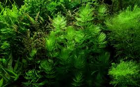 Attēlu rezultāti vaicājumam “Ceratophyllum submersum leaf”