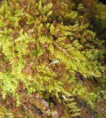 Attēlu rezultāti vaicājumam “Ptilidium pulcherrimum sporophyte”