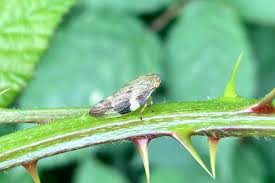 Attēlu rezultāti vaicājumam “Aphrophora alni imago”