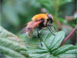 Attēlu rezultāti vaicājumam “Arctophila superbiens”