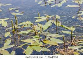 Attēlu rezultāti vaicājumam “Potamogeton gramineus”