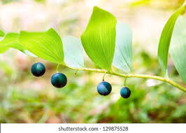 Attēlu rezultāti vaicājumam “Polygonatum multiflorum  fruit”