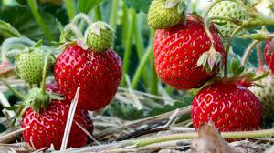 Attēlu rezultāti vaicājumam “Fragaria x ananassa”