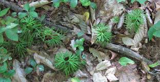 Attēlu rezultāti vaicājumam “Mnium lycopodioides”