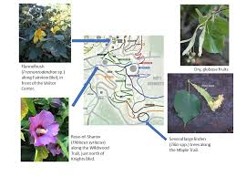 Attēlu rezultāti vaicājumam “Malvaceae”