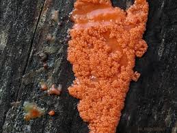 Attēlu rezultāti vaicājumam “Tubifera montana”