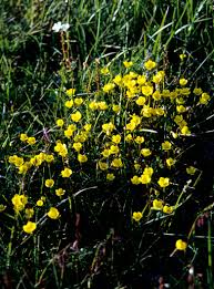 Attēlu rezultāti vaicājumam “Saxifraga hirculus flower”