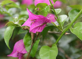 Image result for bougainvillea