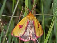 Attēlu rezultāti vaicājumam “Diacrisia sannio male”