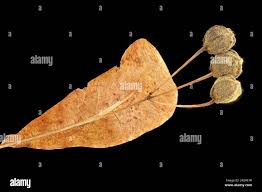 Attēlu rezultāti vaicājumam “Tilia platyphyllos Laciniata fruit”