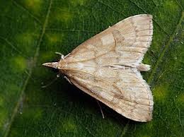 Attēlu rezultāti vaicājumam “Udea fulvalis”