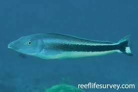 Image result for Malacanthus plumieri