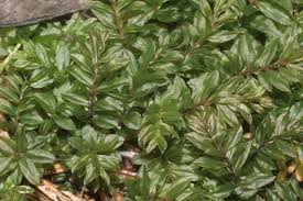 Attēlu rezultāti vaicājumam “Mnium”