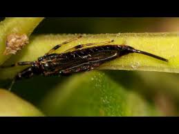 Attēlu rezultāti vaicājumam “Thysanoptera”