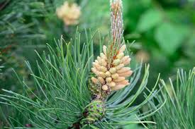 Attēlu rezultāti vaicājumam “Pinus mugo male flower”