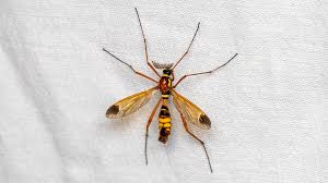 Attēlu rezultāti vaicājumam “Tipulidae”