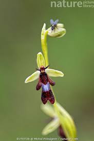Attēlu rezultāti vaicājumam “Ophrys insectifera flower”