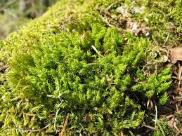 Attēlu rezultāti vaicājumam “Dicranum spurium”