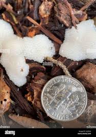 Attēlu rezultāti vaicājumam “Stemonitidaceae”