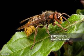 Attēlu rezultāti vaicājumam “Vespa crabro”