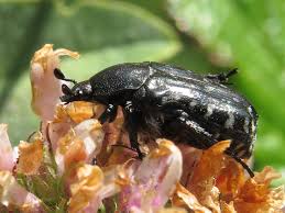 Attēlu rezultāti vaicājumam “Oxythyrea funesta”