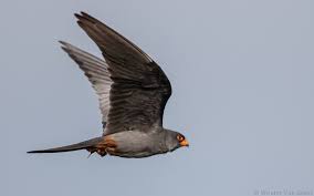 Attēlu rezultāti vaicājumam “Falco vespertinus adult”