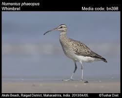 Attēlu rezultāti vaicājumam “Numenius phaeopus”