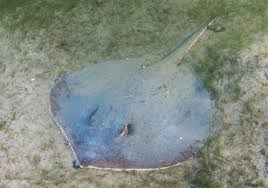 Image result for Hypanus sabinus