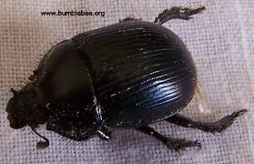 Attēlu rezultāti vaicājumam “Geotrupes”