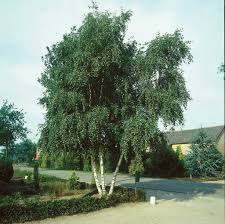 Attēlu rezultāti vaicājumam “Betula”