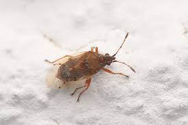 Attēlu rezultāti vaicājumam “Kleidocerys resedae imago”