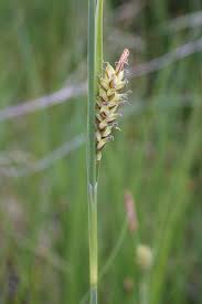 Attēlu rezultāti vaicājumam “Carex panicea”